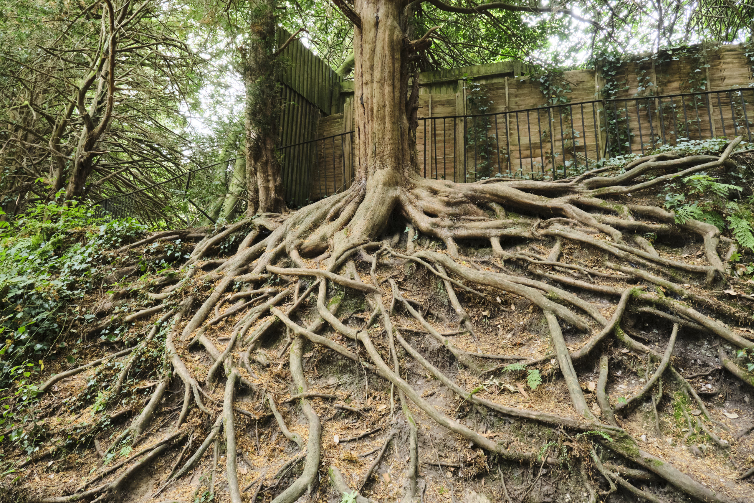tree root damage home foundation