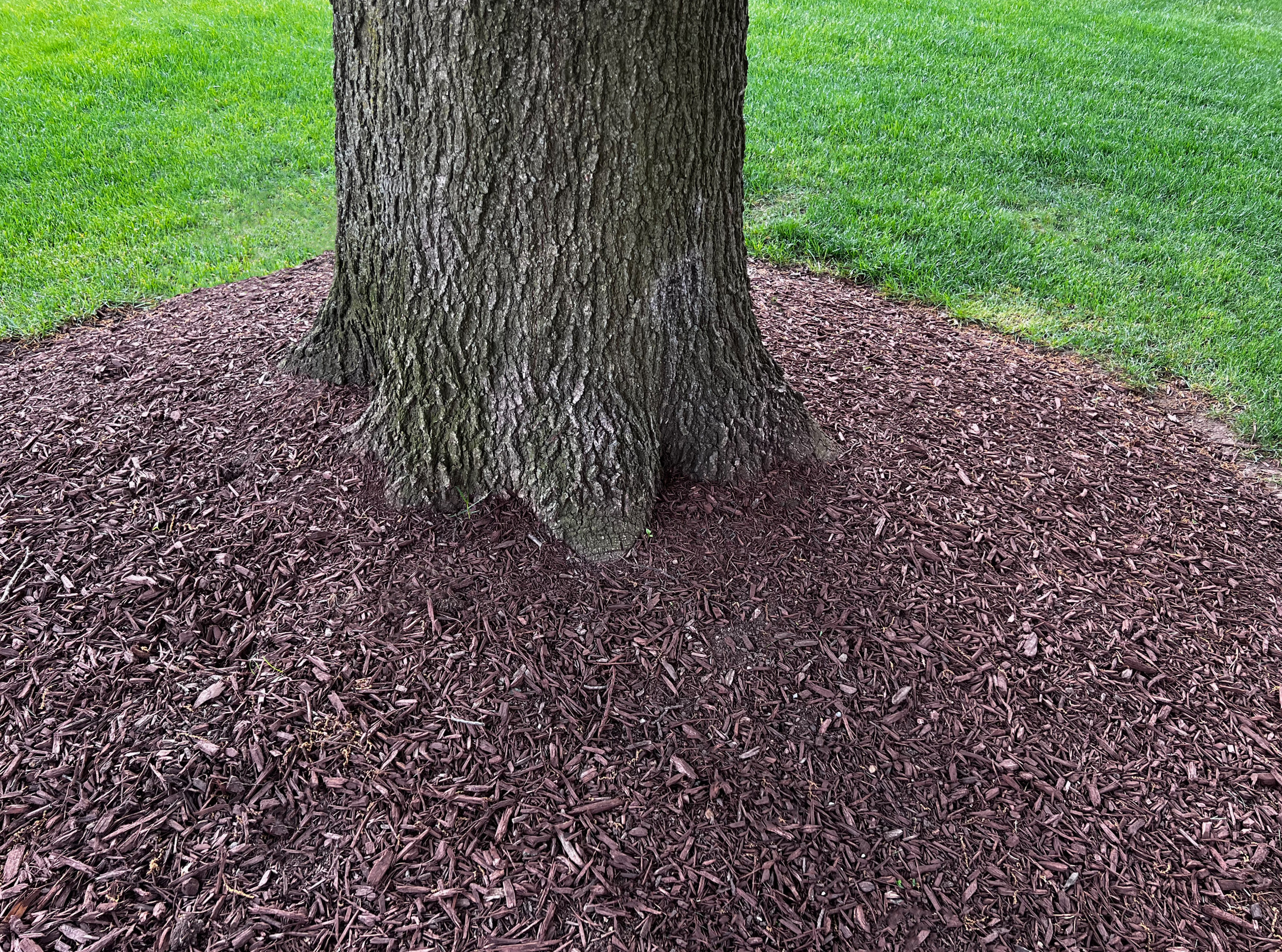 mulch tree root damage